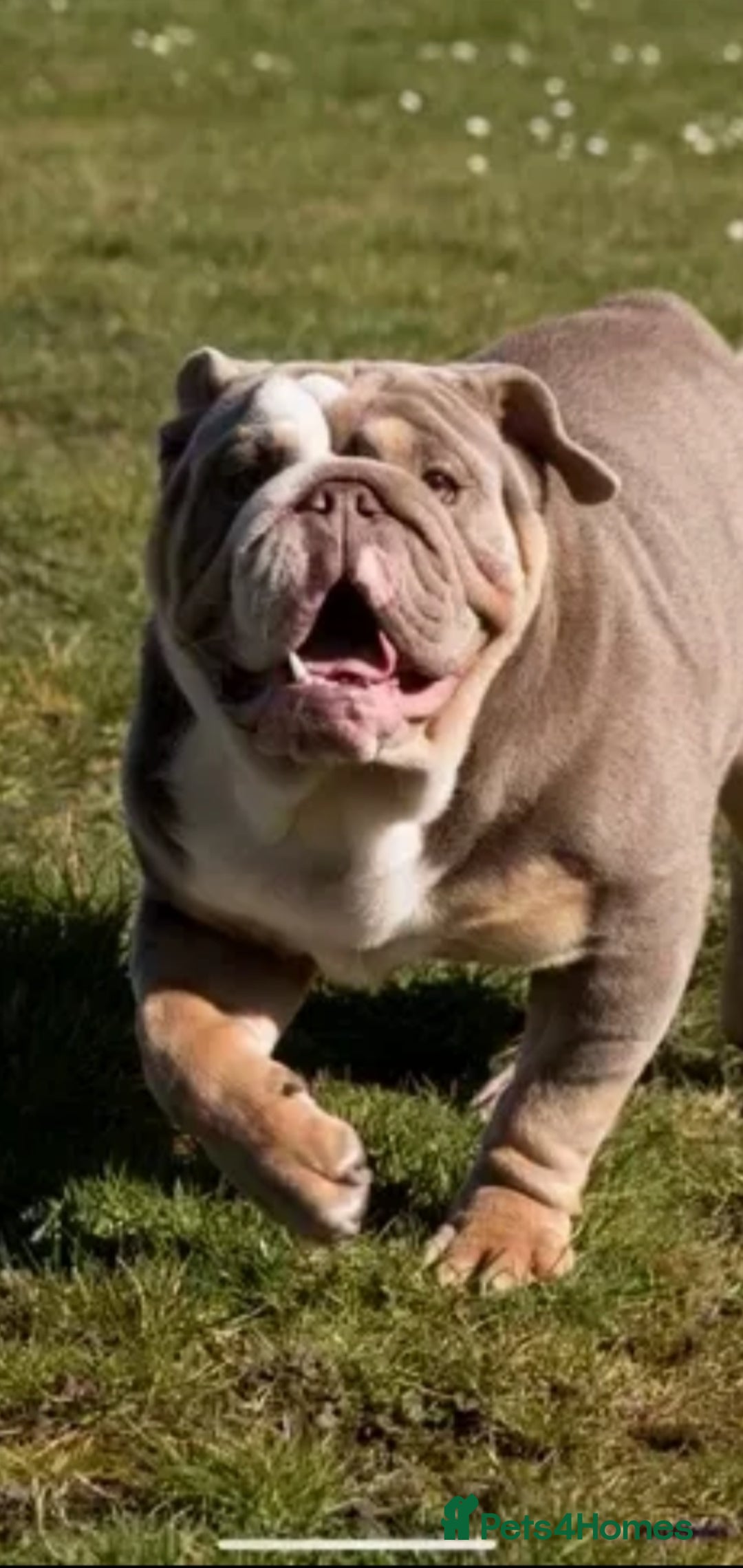 English Bulldog dogs for stud: kc british bulldog for stud in Lanark - Image 2