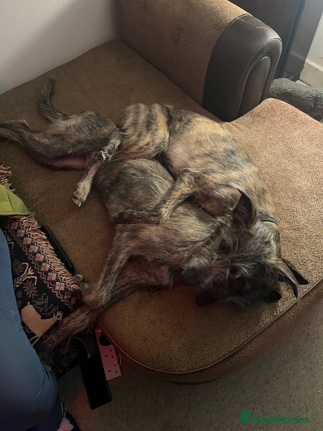 Mixed Breed dogs for sale: Lurcher Siblings - Image 13