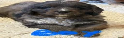 Bernedoodle dogs for sale: Beautiful Bernidoodles - Advert 22