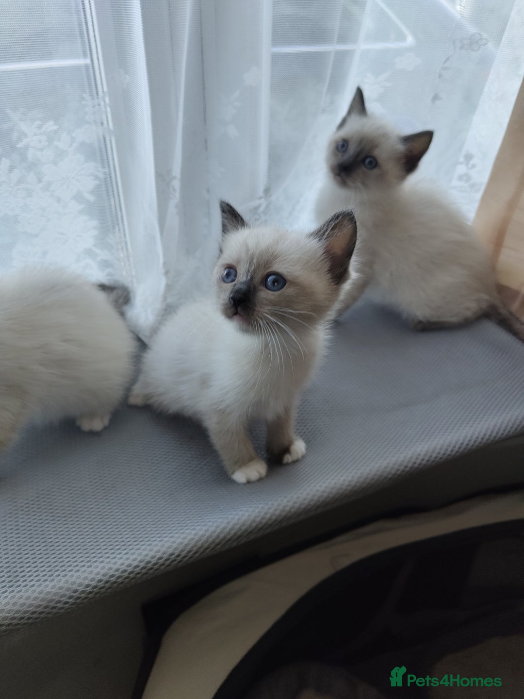 Siamese cats for sale: Siamese crossed with  Ragdol - Image 18