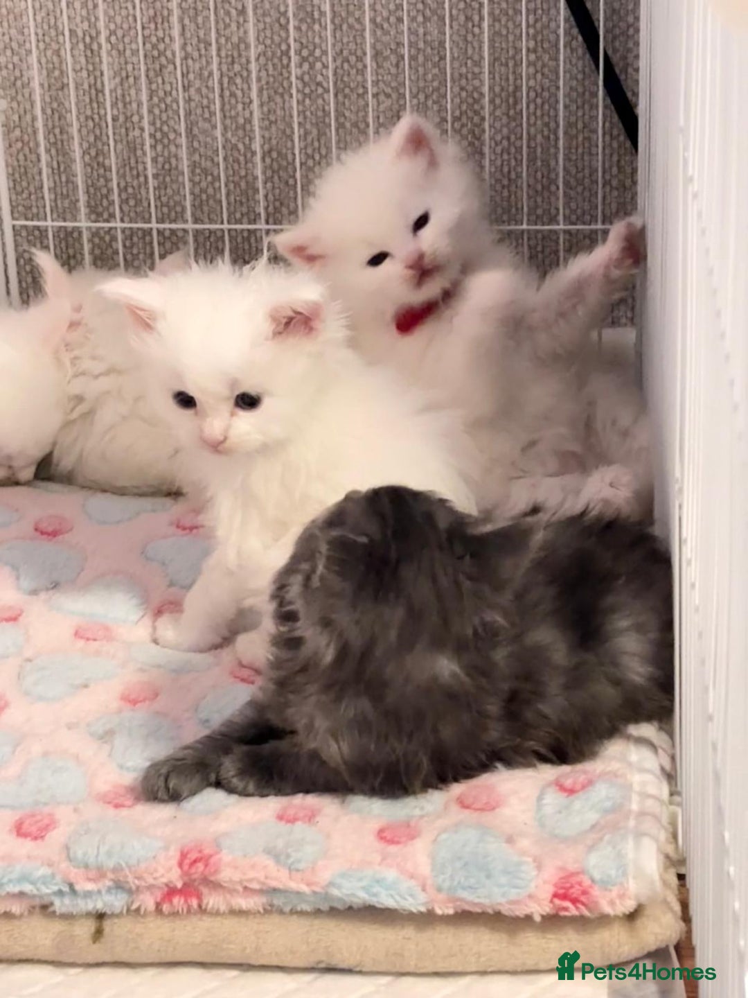 Maine Coon cats for sale: Stunning white and smoke Xl Maine coons (odd eyes) - Advert 24