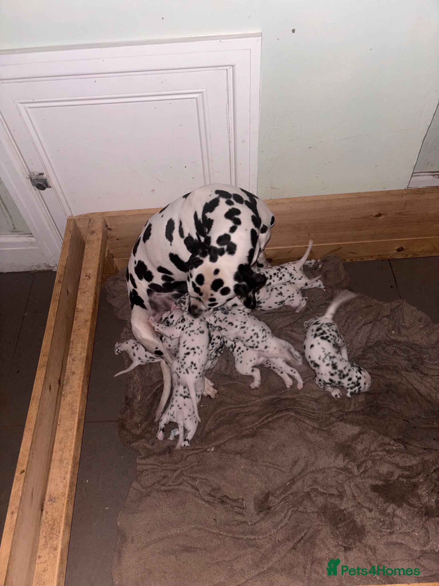Dalmatian dogs ** 3 Left** Dalmatian Pups ready now - Advert 2