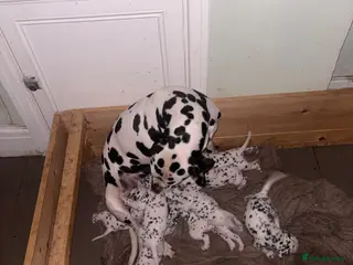 Dalmatian dogs ** 3 Left** Dalmatian Pups ready now - Advert 3