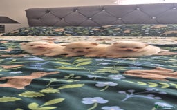 Pomeranian dogs for sale: pomeranian puppies ** size 🥰 - Image 5