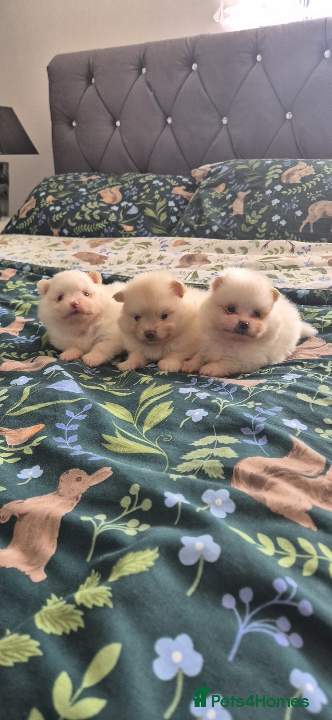 Pomeranian dogs for sale: pomeranian puppies ** size 🥰 - Image 5