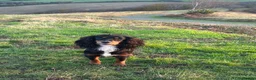 Cocker Spaniel dogs for sale: 🐾 KC registered black white & tan Cocker spaniels in Barnstaple - Advert 2
