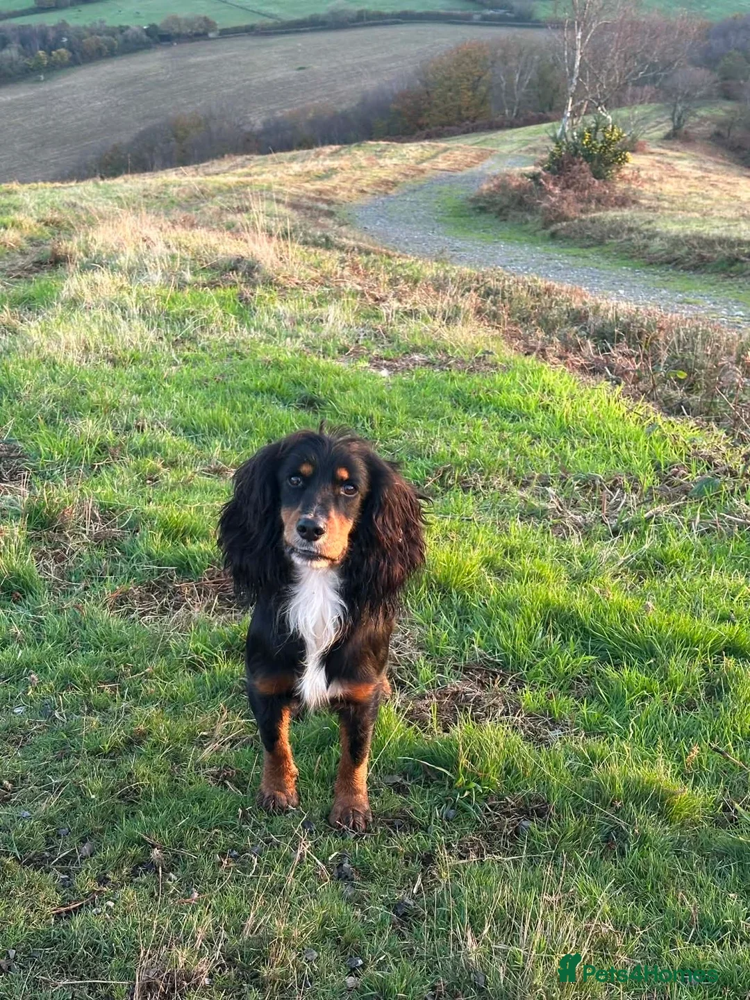 Cocker Spaniel dogs for sale: 🐾 KC registered black white & tan Cocker spaniels in Barnstaple - Advert 2