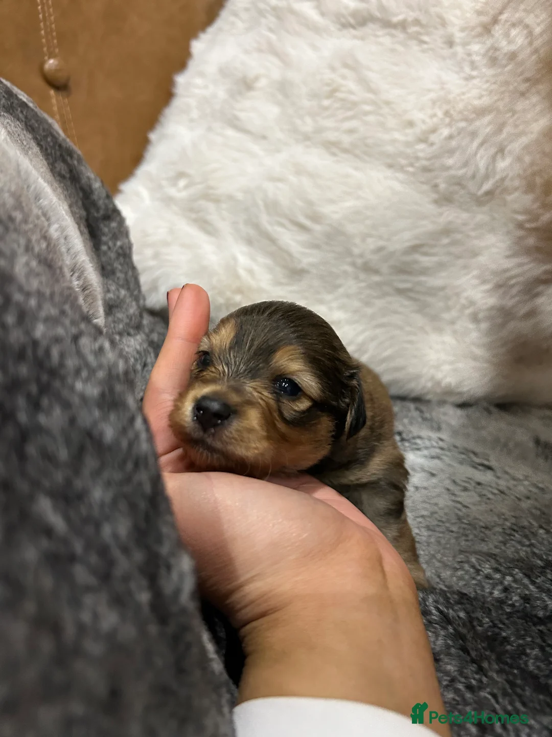 Mixed Breed dogs for sale: Miniature dachshund pomeranian sausage dog small  - Advert 22