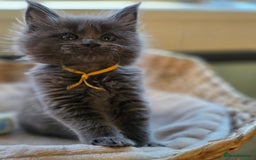 Maine Coon cats for sale: Two beautiful blue smoked mainecoon girls 4 sale  - Image 17