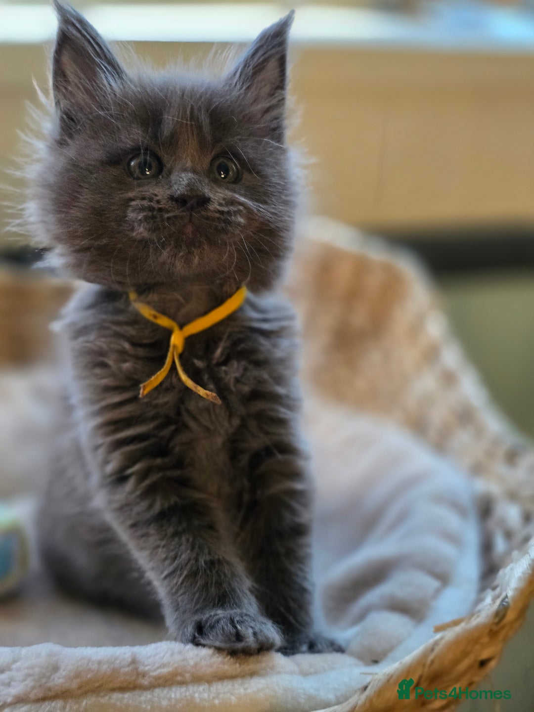 Maine Coon cats for sale: Two beautiful blue smoked mainecoon girls 4 sale  - Image 17