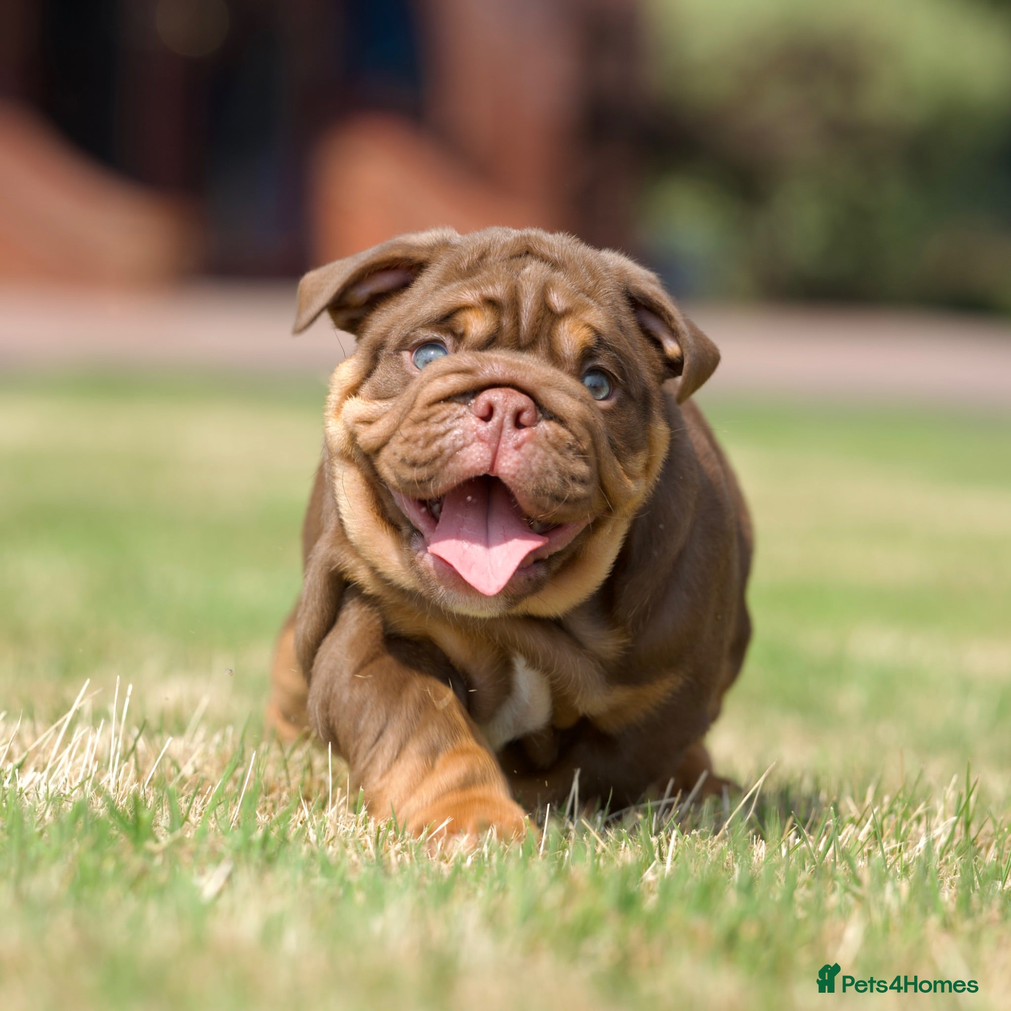 English Bulldog dogs EPIC BULLYZ PUPS - Advert 2