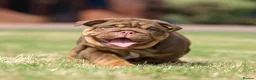 English Bulldog dogs for sale: EPIC BULLYZ PUPS - Advert 2