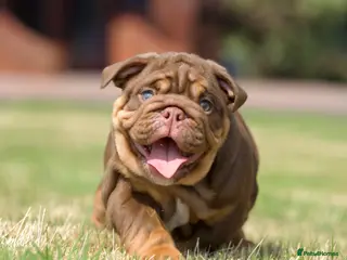 English Bulldog dogs EPIC BULLYZ PUPS - Advert 2