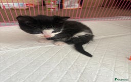 Domestic Shorthair cats for sale: Two kittens  - Image 7