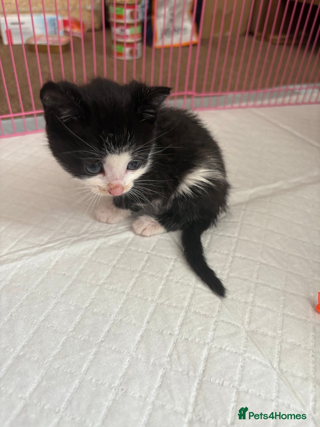 Domestic Shorthair cats for sale: Two kittens  - Image 7