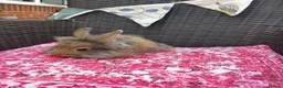Mixed Breed rabbits for sale: Angora x lionhead babies  - Advert 12