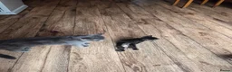 Mixed Breed cats for sale: Lots of lovely sociable kittens - Advert 4