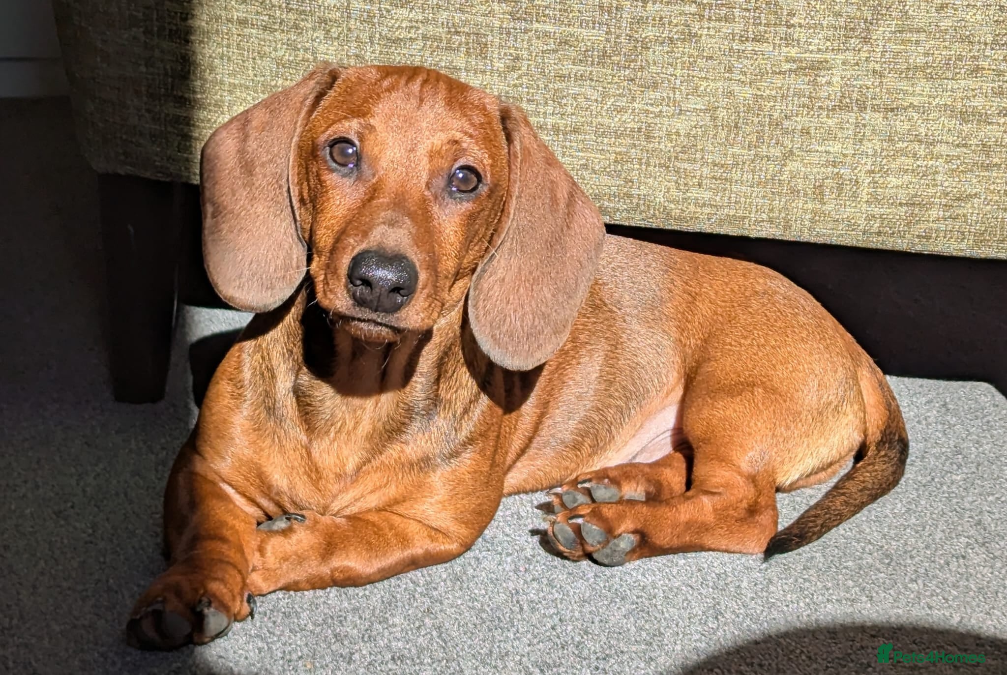 Dachshund dogs STANDARD dachshund - Advert 2