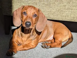 Dachshund dogs STANDARD dachshund - Advert 2