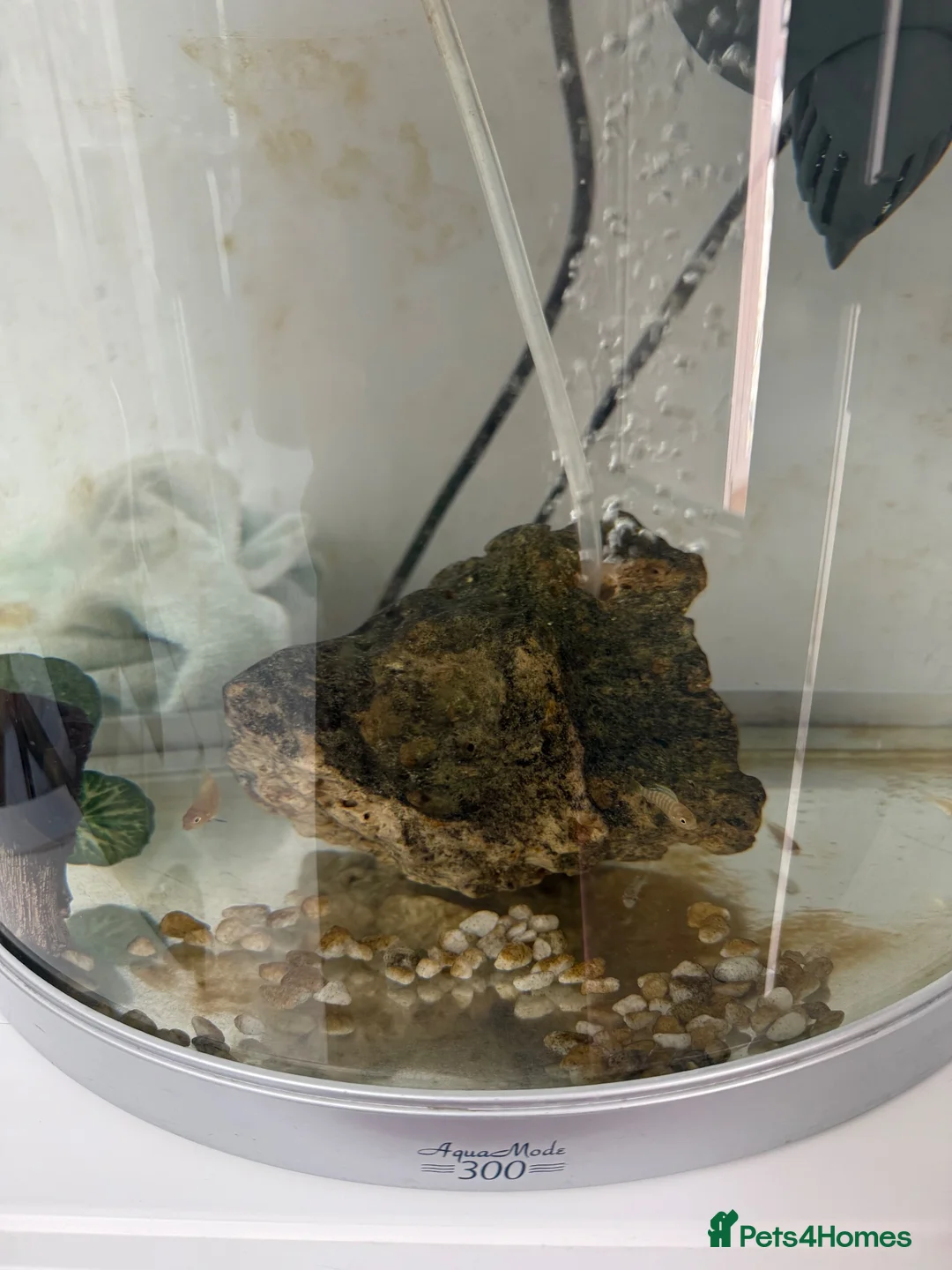 Cichlids fish for sale: Malawi mix cichlid fry in Manchester - Advert 2