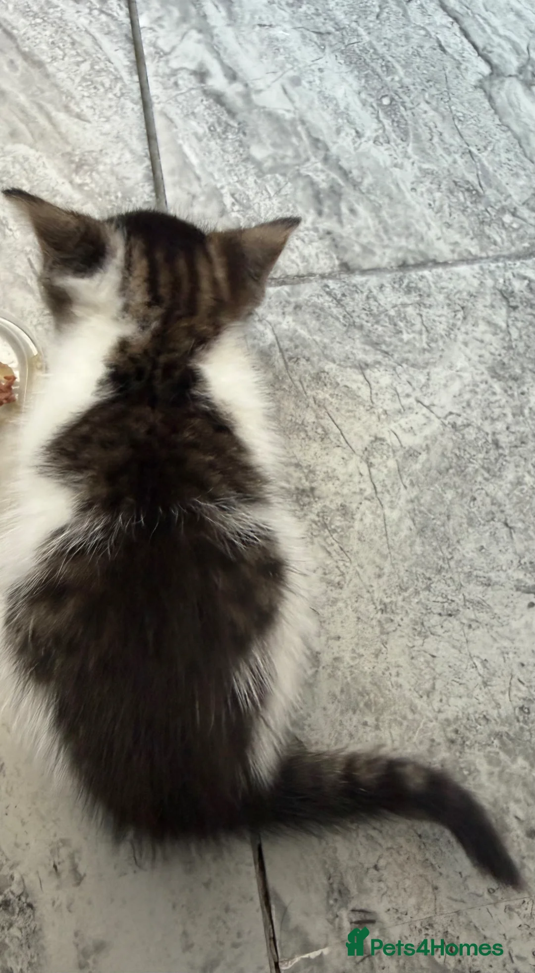 Mixed Breed cats for sale: Beautiful little girl looking for her forever home - Advert 6