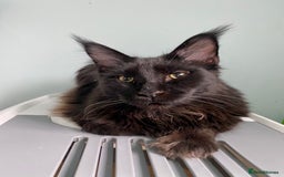Maine Coon cats for sale: Two lovely Main coon boys - Image 4