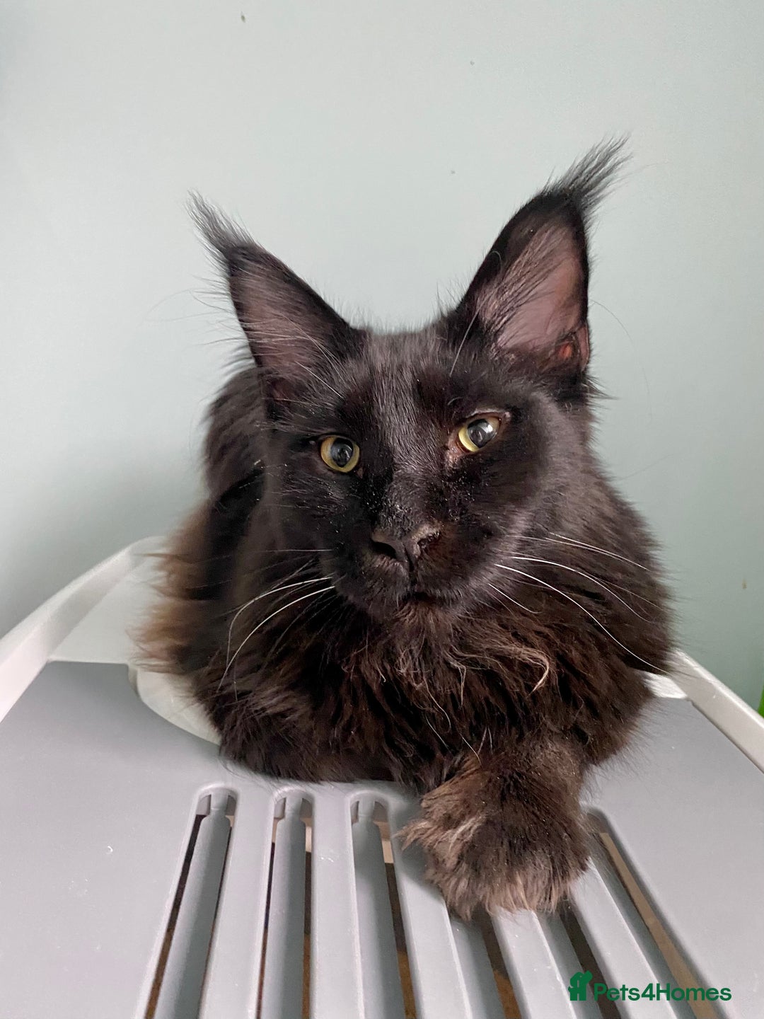 Maine Coon cats for sale: Two lovely Main coon boys - Image 4