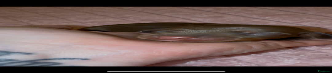 Miniature Dachshund chocolate and tan 