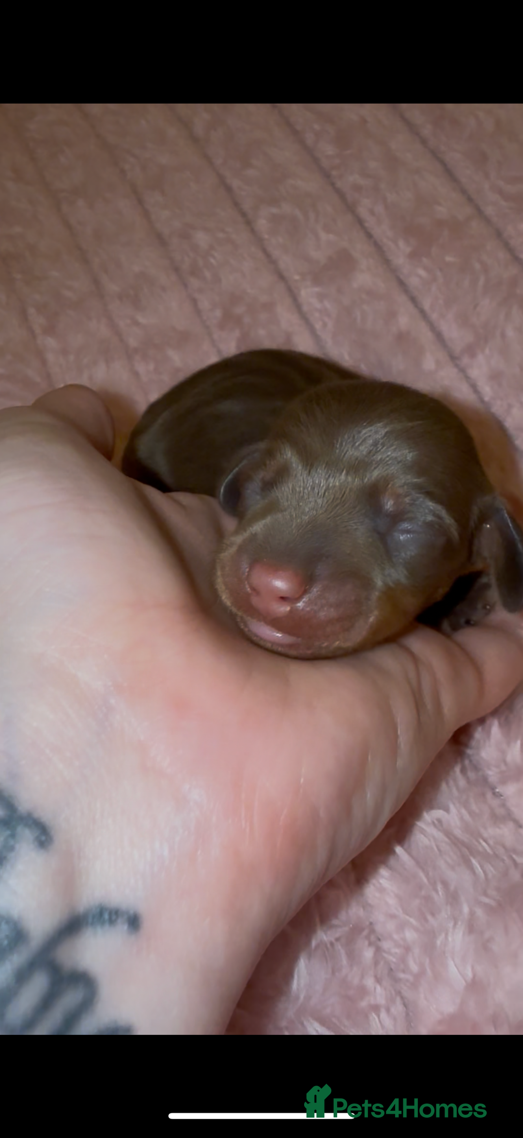 Miniature Dachshund dogs for sale: 🐾🌟 Miniature Dachshund Puppies🌟🐾 - Advert 7