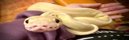 Python Snake reptiles for sale: Super pastel butter royal python - Advert 13