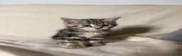 Mixed Breed cats for sale: 4 beautiful kittens now ready to leave - Advert 17