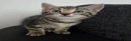 Mixed Breed cats for sale: Mixed Bread Kittens  - Advert 10