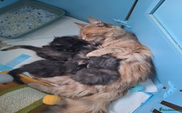 Maine Coon cats for sale: Tica registered kittens - Image 5