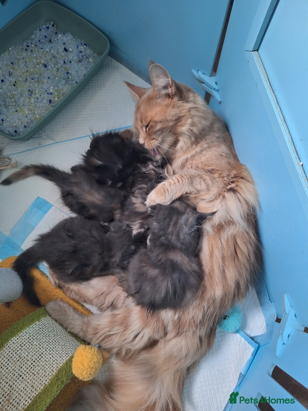 Maine Coon cats for sale: Tica registered kittens - Image 5
