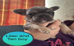 French Bulldog dogs for sale: FRENCH BULLDOG PUPPIES READY NOW!   🐾 - Image 17