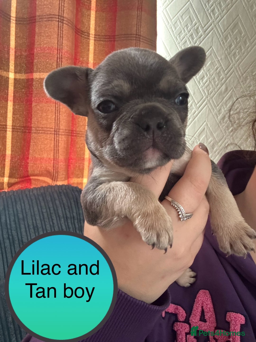 French Bulldog dogs for sale: FRENCH BULLDOG PUPPIES READY NOW!   🐾 - Image 17