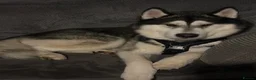 Alaskan Malamute dogs for stud: Two kc registered Male Alaskan malamutes for stud - Advert 8