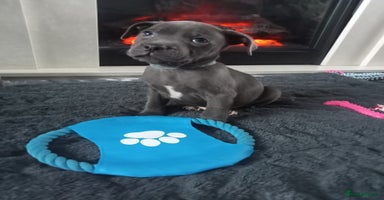 Staffordshire Bull Terrier dogs - Advert 5