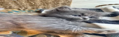 Narla