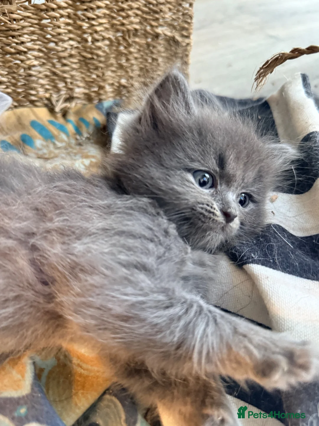 Ragdoll cats for sale: Blue/lilac Ragdoll babies - Advert 2