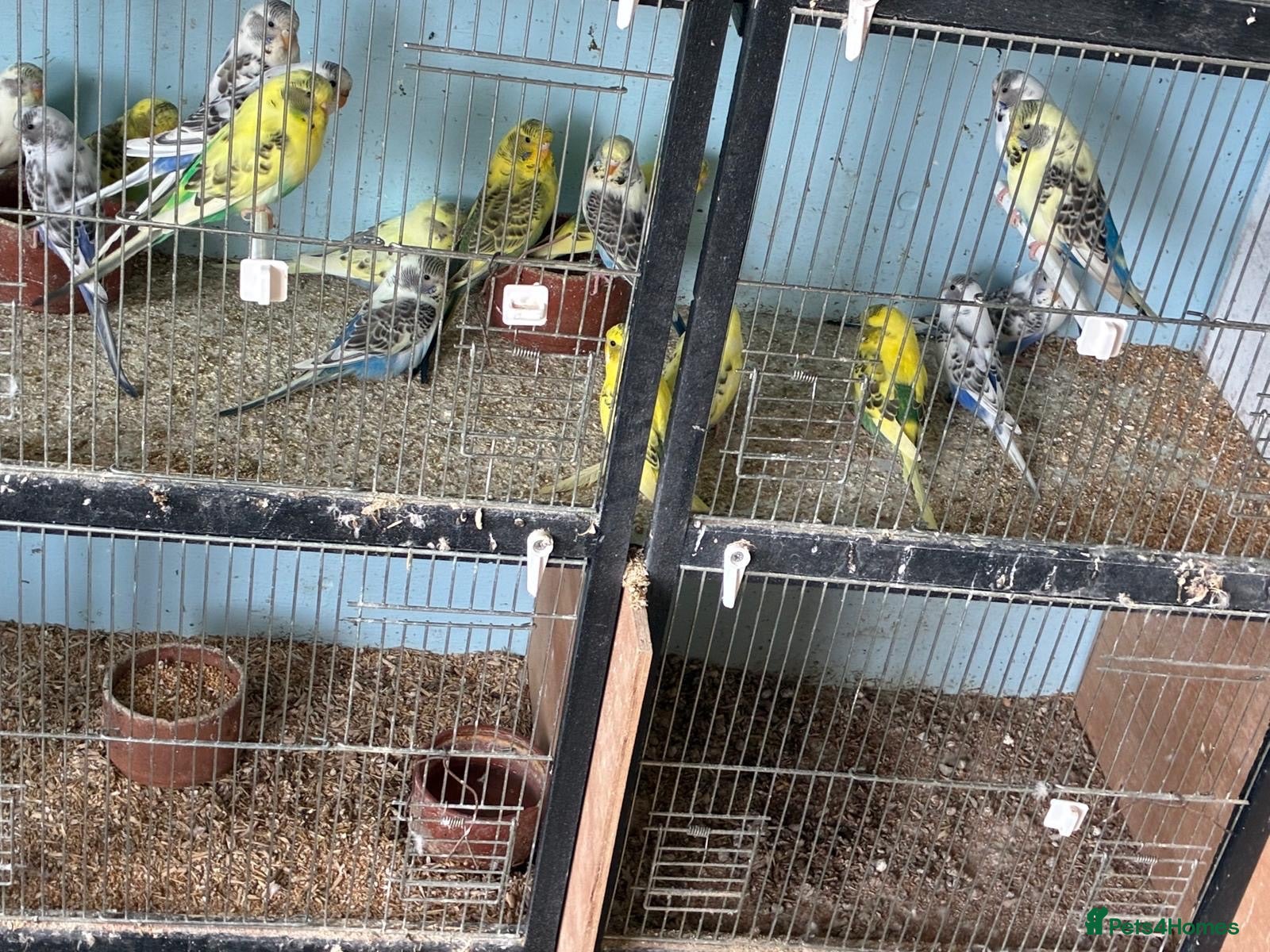 Budgerigars birds Budgies for sale  - Advert 1