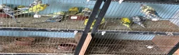 Budgerigars birds for sale: Budgies for sale  - Advert 1