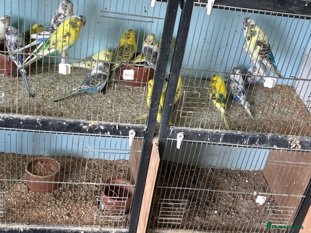 Budgerigars birds for sale: Budgies for sale  - Advert 1