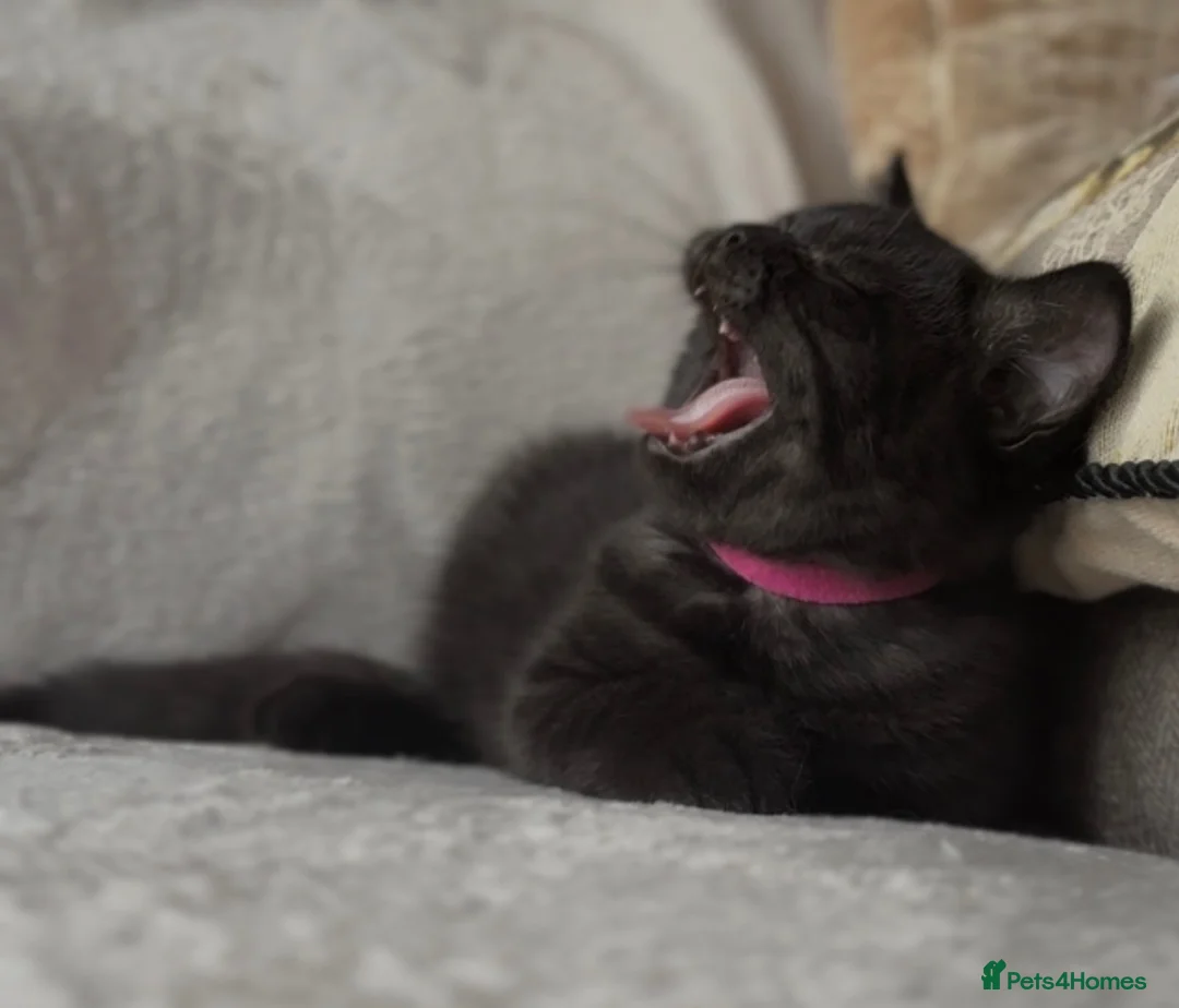 British Shorthair cats for sale: Last Remaining Champion Bloodlined BSH kitten‼️ - Advert 2
