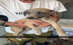 Whippet dogs for sale: Whippet pups  - Image 14