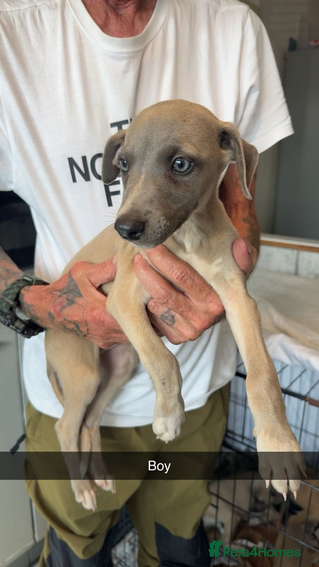Whippet dogs for sale: Whippet pups  - Image 14