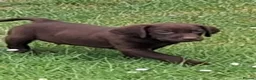 Labrador Retriever dogs for sale: Fantastic labrador pups  - Advert 10