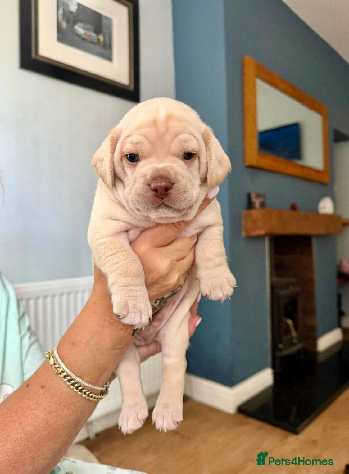 Mixed Breed dogs French Cocker Puppies  - Advert 1
