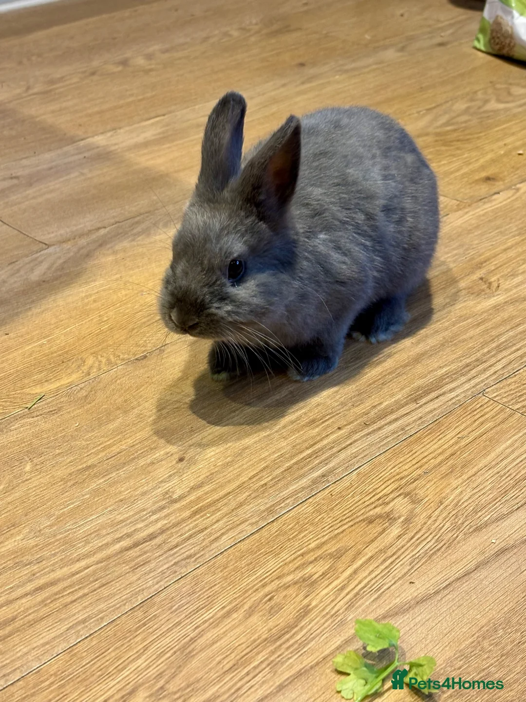 Mixed Breed rabbits for sale: Cute Grey Female Rabbit 11 weeks old - Advert 2