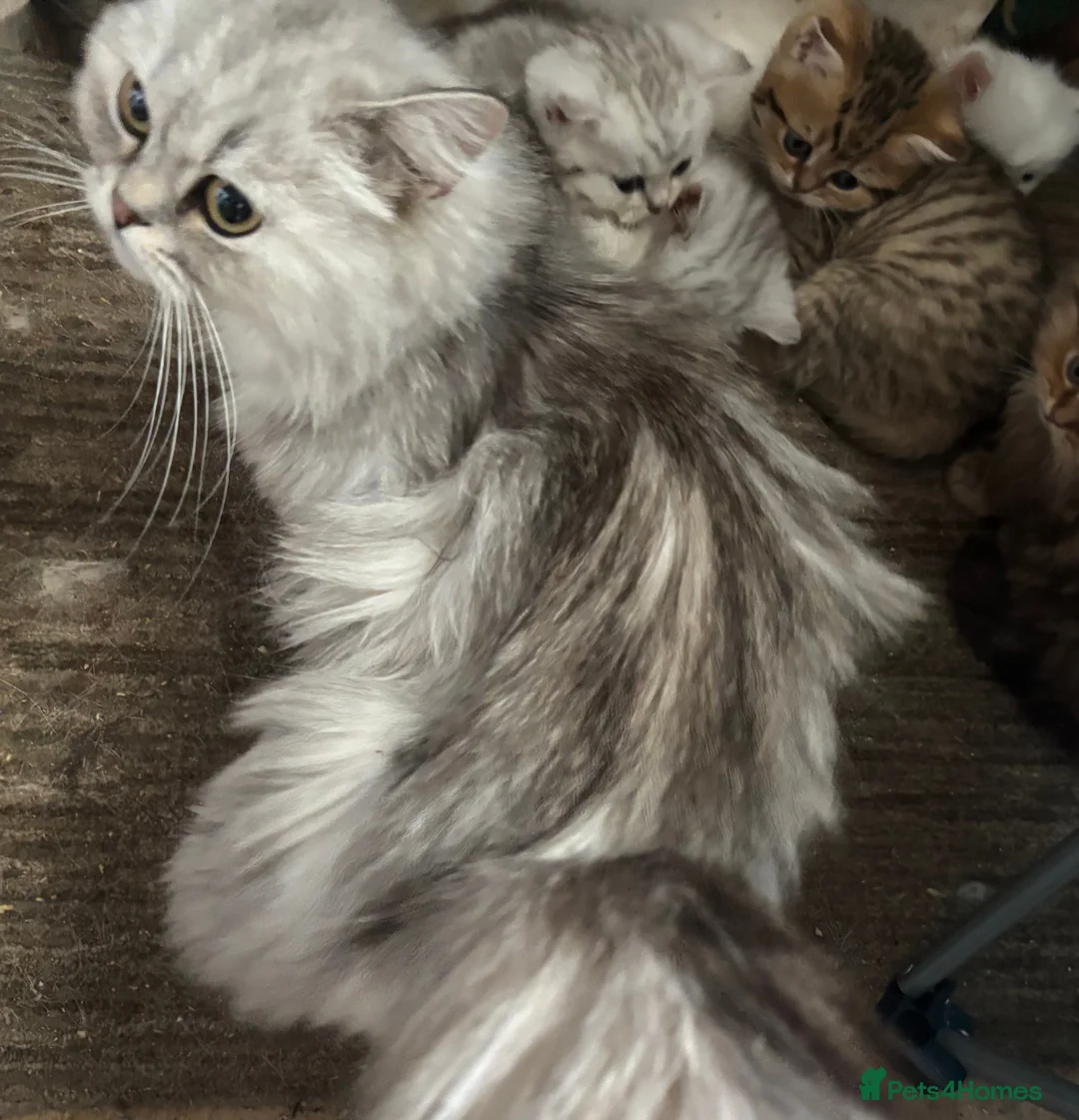 Munchkin cats for sale: Full Pedigree Munchkin Kittens - Advert 24